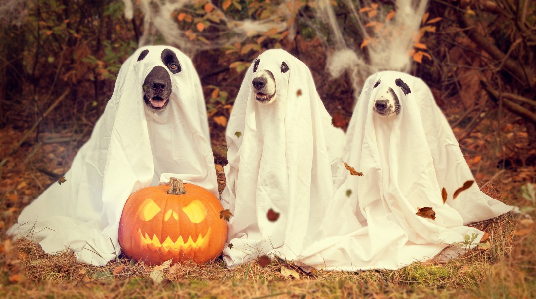dogs-in-ghost-halloween-costumes